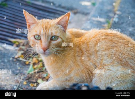 Blonde Tabby Cat Hi Res Stock Photography And Images Alamy