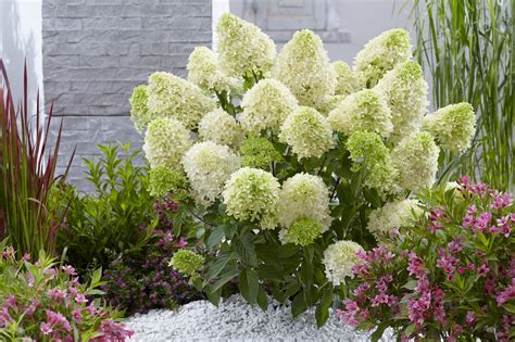 Гортензия метельчатая Пастель грин (Pastel Green). Гортензия Пастель ...