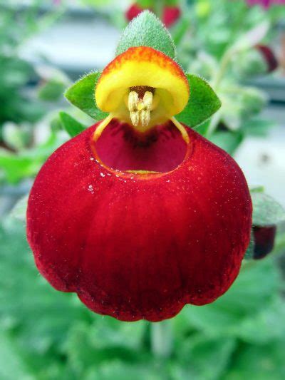 ¿cuáles Son Los Cuidados De La Calceolaria