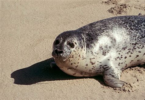 harbour seal nammco
