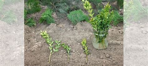 Саженцы самшита купить в Кропоткине | Товары для дома и дачи | Авито