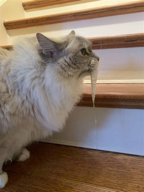 6 Reasons That Explain Why Your Cat Is Drooling - Floppycats™