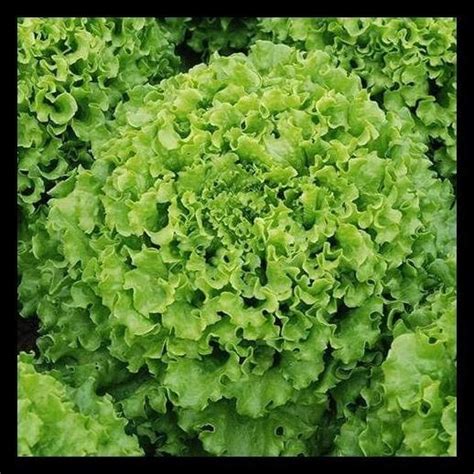 Jual New Benih Selada Caipira Lettuce Batavia Kemasan 5 Gram