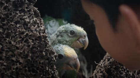 parrots coronado times