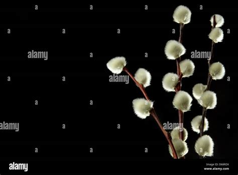 Twigs Of Pussy Willow On Black Background Stock Photo Alamy