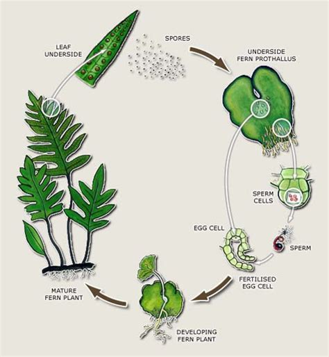 All About Germination And Reproduction Of Plants Archives Easy