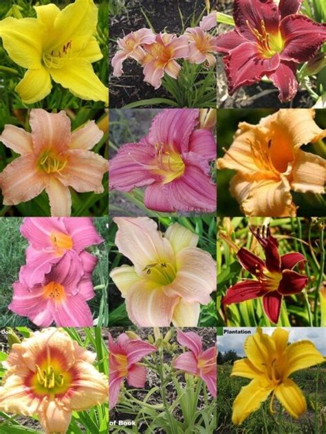 Букет из лилейников купить саженцы