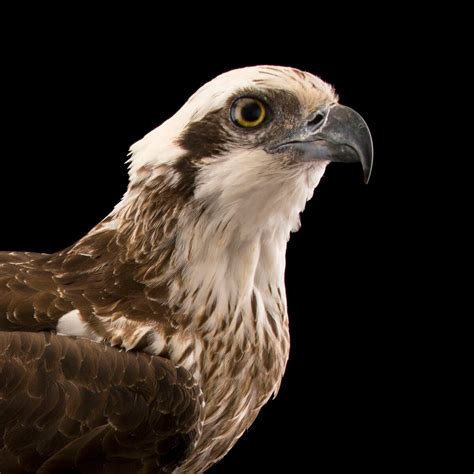 Osprey | National Geographic