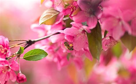 Hintergrundbilder Pflanzen Makro Ast Kirschblüte Pollen blühen