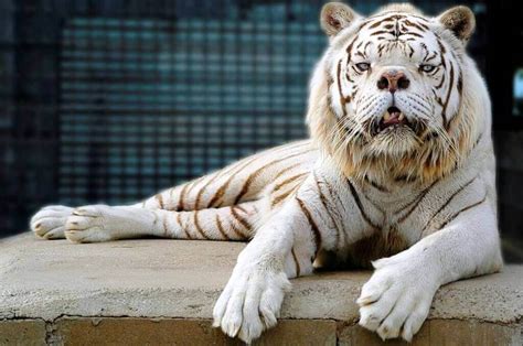 white tigers animals   syndrome