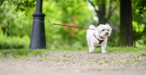 maltese ultimate guide pictures characteristics facts animals comparison