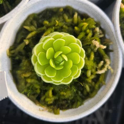 Pinguicula esseriana – Collectors Online
