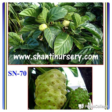 Medicinal Plant at Best Price in India