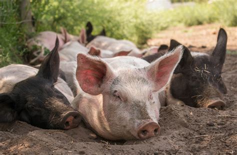 The Benefits of Pasture Raised Pork - Farm One Forty