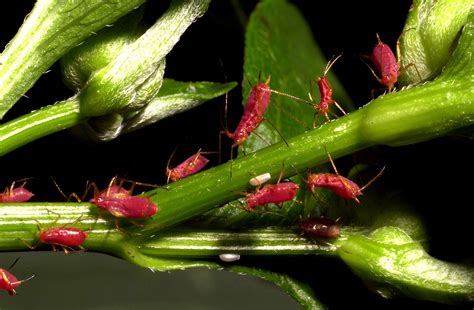 red aphids by kl61 on DeviantArt