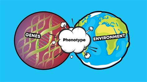 environment affect phenotype