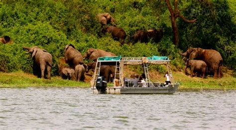 Best Places for Wildlife Viewing Safaris in Uganda - uganda wildlife safari