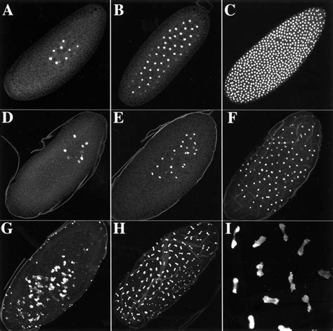 Drosophila Stem Loop Binding Protein Coordinates Accumulation Of Mature