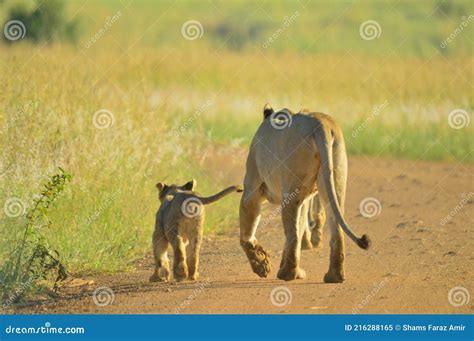 Lioness Mother And Cute Cubs Walking To The Pride In Kruger National