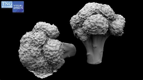 3d Broccoli Florets Turbosquid 1463585