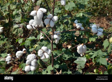 Cotton crop hi-res stock photography and images - Alamy 