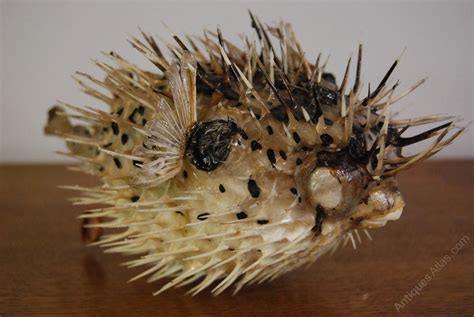 Antiques Atlas Taxidermy Puffer Fish