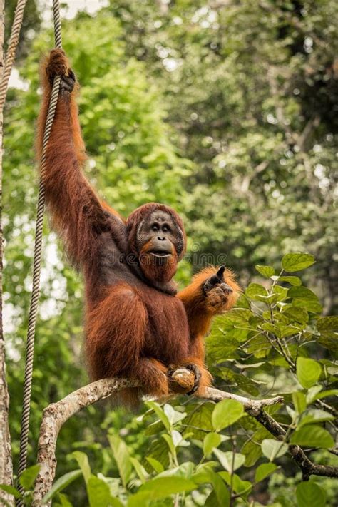 Wild Living Adult Male Orangutan Sitting On A Branch In Borneo