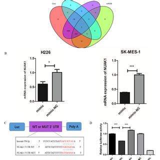 MiR 556 3p Directly Targets NUAK1 A Venn Diagram Of Overlapping