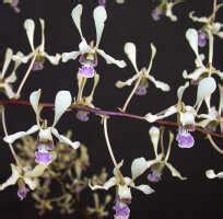 Orchids Of New Guinea