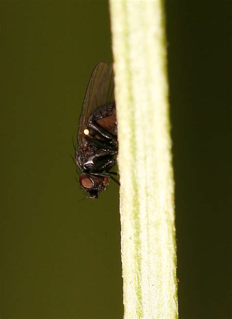 Diptera Info Discussion Forum Agromyzidae Agromyza Sp