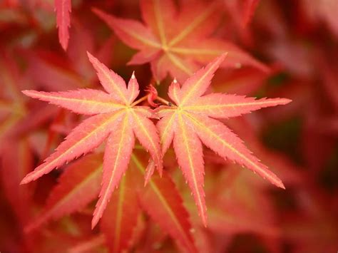 Acer Palmatum Beni Maiko CHINESE EXPORTER