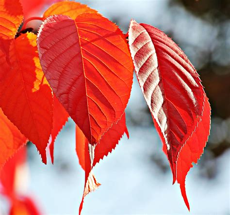 500+ Beautiful Autumn Leaves Photos · Pexels · Free Stock Photos