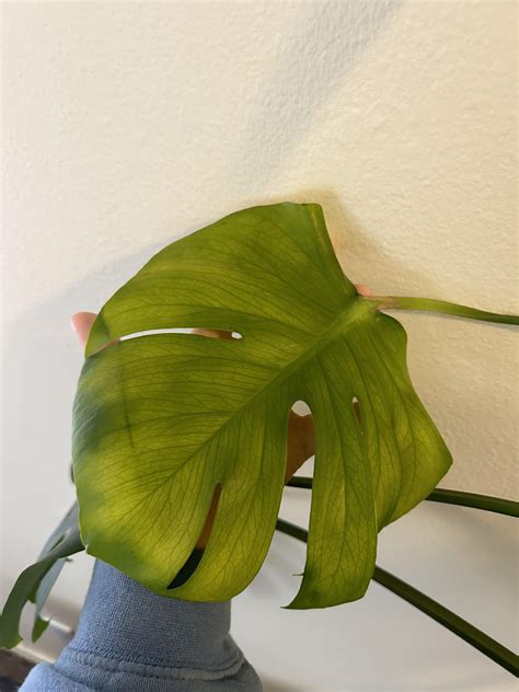 Thrips Damage? : r/Monstera