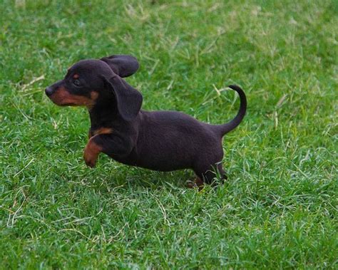 Playful Dachshund Pup In The Yard