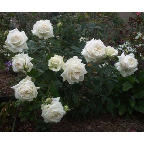 Роза Ломоносов Фото И Описание – Telegraph