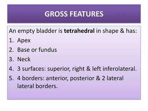 urinary bladder anatomy pptx