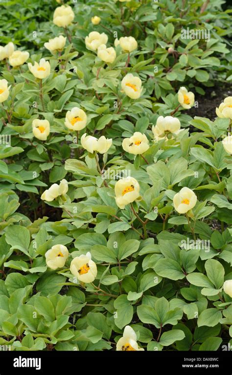 Paeonia Mlokosewitschii High Resolution Stock Photography And Images