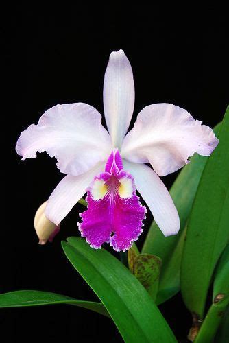 Pin by Misha Alexis on Orchidées Orchids Orchid flower Exotic