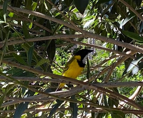 Golden Whistlers Captivating Songbirds Of South East Queensland