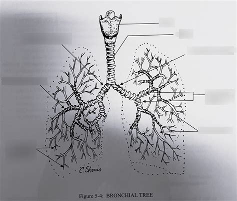 Bronchial Tree Diagram Quizlet