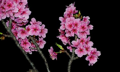 sakura flower meaning 6