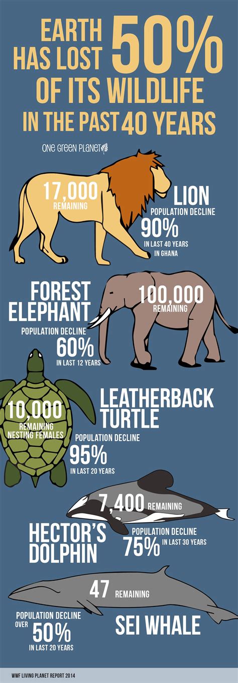 This Infographic on How Much Wildlife We’ve Lost in the Past 40 Years