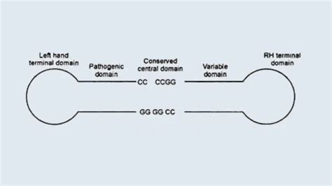 Viroids Definition, Infection, Structure, Examples, Diagnostic, Origin ...