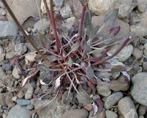 Nude Buckwheat Photos Page