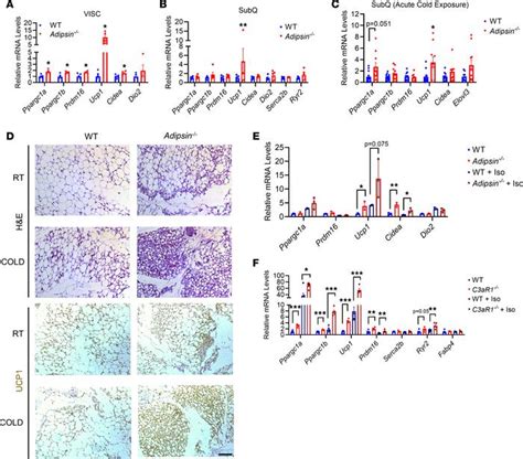 Jci Insight Adipsin And Adipocyte Derived C Ar Regulate Thermogenic Fat In A Sex Dependent