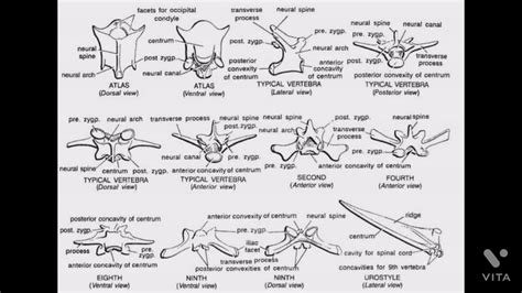Skeleton Of Frog Vertebral Column Atlas Typical 2nd 4th 8th