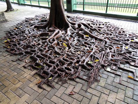 Tree Roots Reclaiming Their Space From Concrete Demilked