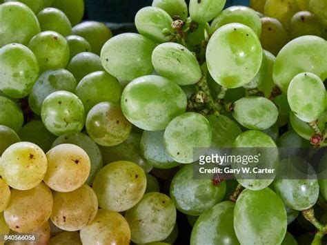 Muscadine Grapes North Carolina Photos And Premium High Res Pictures