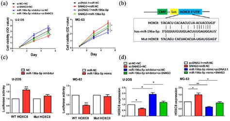 MiR 196a 5p Reversed The Tumor Promoting Effects Of SNHG3 In OS Cells