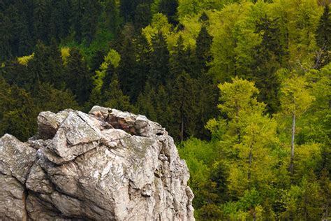 large rock  forest  stock photo public domain pictures